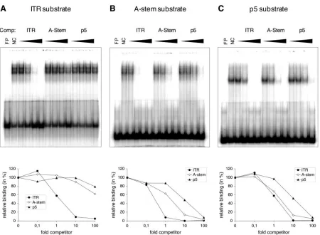 FIG. 9. Rep binding to AAV replication origins: reciprocal competition analysis. Fifteen nanograms (A and B) or 60 ng (C) of Rep protein wasbound to 0.1 pmol of radiolabeled ITR (A), A-stem (B), or p5 DNA (C) substrate in the presence of a 0.1-, 1-, 10-, or 100-fold amount of unlabeled