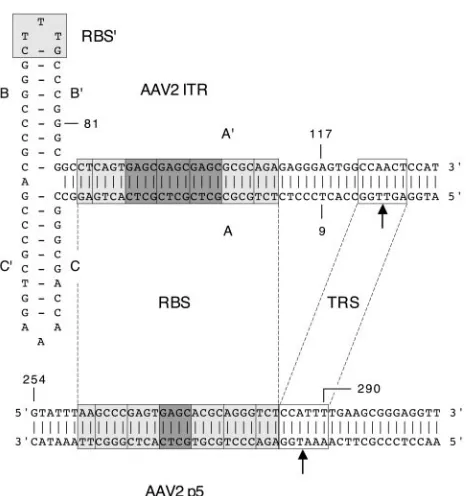 FIG. 1. Sequence alignment of the RBS and TRS of the AAV2ITR and the AAV2 p5 promoter