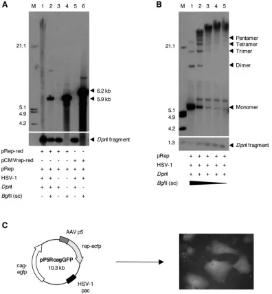 FIG. 2. Replication of AAV p5-containing plasmids. (A) Replication of plasmid pRep-red