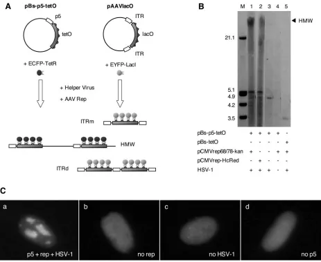 FIG. 3. Live visualization of AAV DNA replication from alternative replication origins