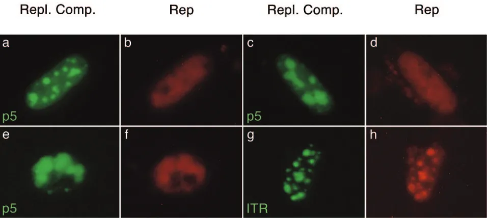 FIG. 4. Formation of AAV p5 replication compartments in live HeLa cells. Cells were cotransfected with pBs-p5-tetO, pEYFPTetR, andpCMVrep-HcRed and superinfected with HSV-1