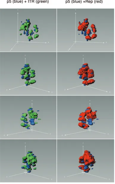 FIG. 7. Three-dimensional view of the nucleus presented in Fig. 6 (a to f). p5 replication compartments are stained blue, ITR replicationcompartments green, and Rep protein red