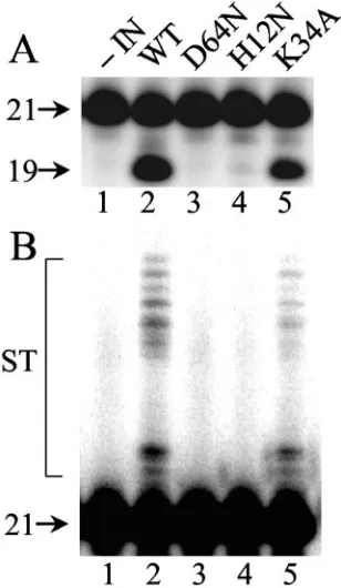 FIG. 3. Wild-type and mutant IN activities. (A) 3� Processing ac-tivity. Aliquots of integration assays conducted as previously described