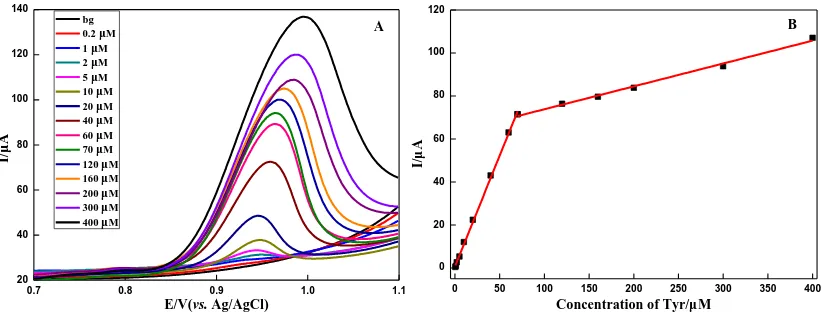 Figure 6.  (A) LSV curves of different concentration of Tyr at Poly(Gly)/MWCNTs/CPE in B.R