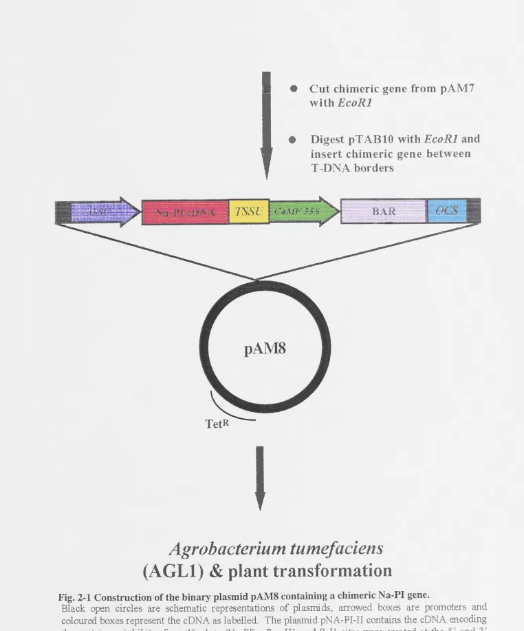 Fig. 2-1 Construction of the binary plasmid pAM8 containing a chimeric Na-PI gene. Black open circles are schematic representations of plasmids, anowed boxes are promoters and 