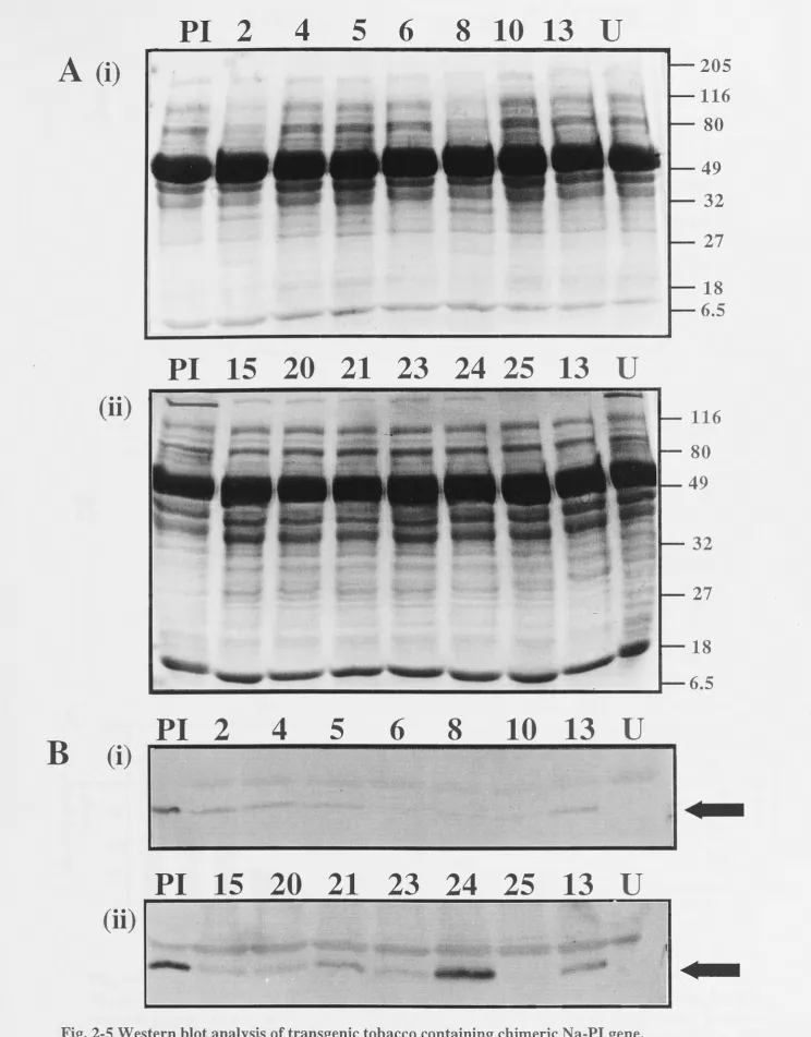 Fig. 2-5 Western blot analysis of transgenic tobacco containing chimeric Na-PI gene. (A) (i) and (ii) Fractionation by SDS-PAGE of 100 µg total soluble protein from transformed tobacco lines #2-#25 as indicated by the number above the track