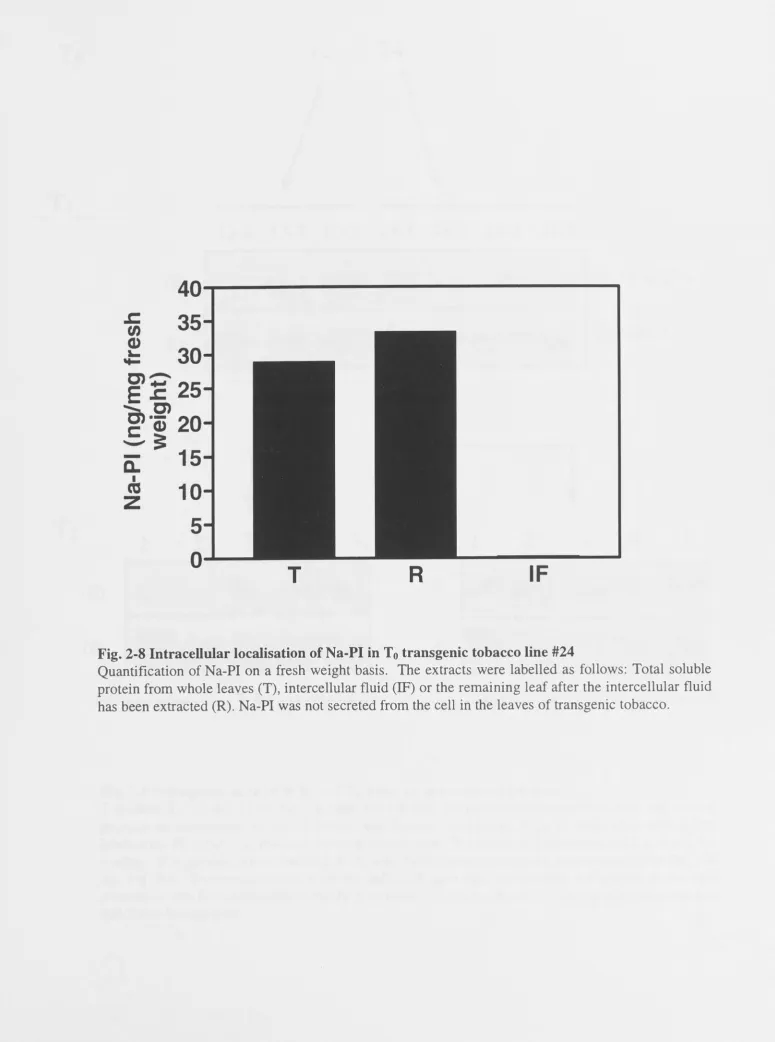 Fig. 2-8 Intracellular localisation of Na-PI in T0 transgenic tobacco line #24 Quantification of Na-PI on a fresh weight basis