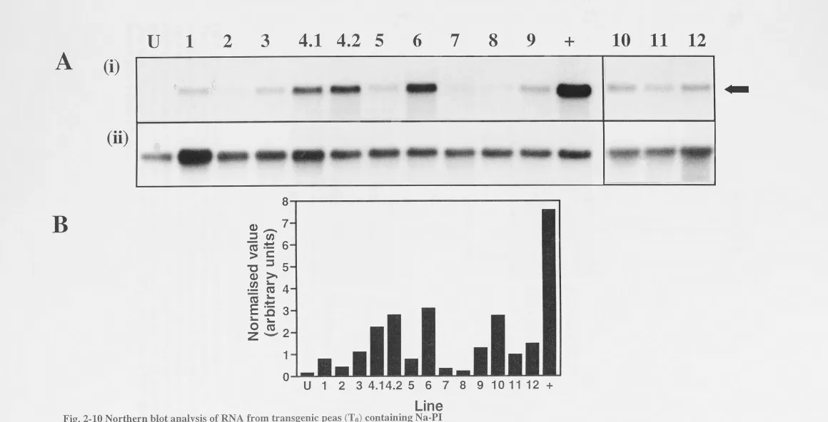 Fig. 2-10 Northern blot analysis of RNA from transgenic peas (T0) containing Na-PI (A) Fluorograph of two gels - each from separate transformation experiments