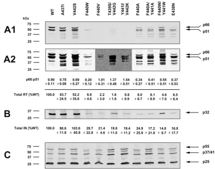 FIG. 1. Western blot analysis of viral protein expression of p51-RNH cleavage site mutant viruses