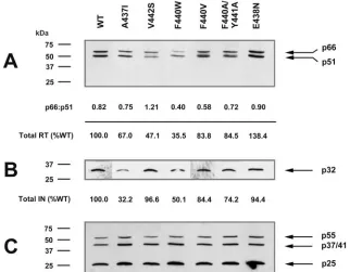 TABLE 2. Infectivity of recombinant WT and mutant HIV-1a