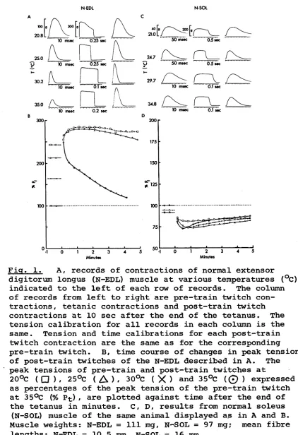 Fig. 1, digitorum longus (N-EDL) muscle at various temperatures (°C)