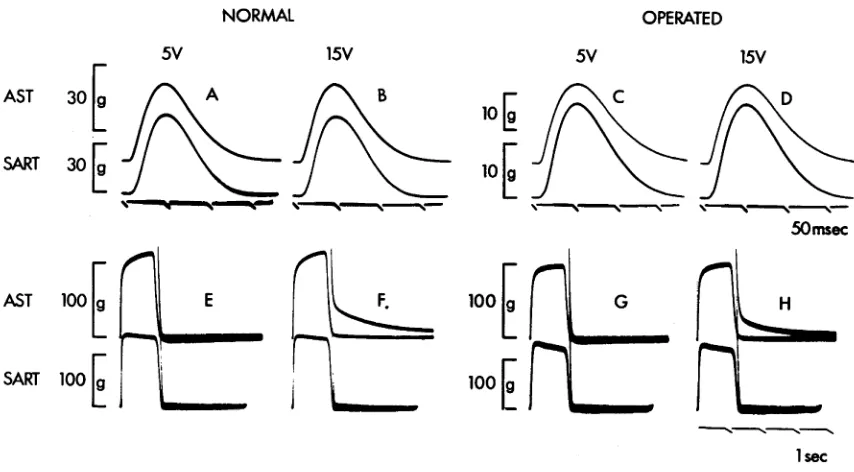 Fig. 9. (E-H) contractions of normal (A, B, E, F) and operated