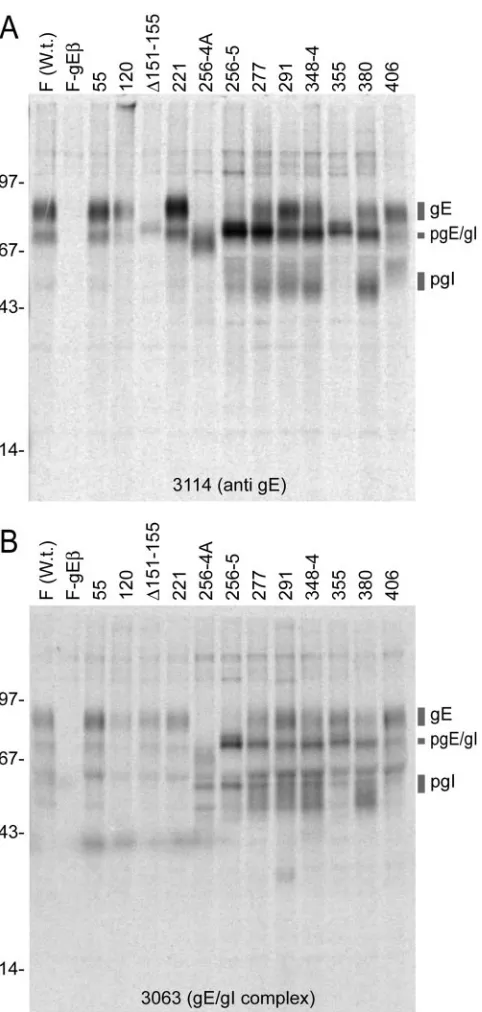 FIG. 3. Immunoprecipitation of radiolabeled gE/gI from cells in-fected with HSV gE ET domain mutants