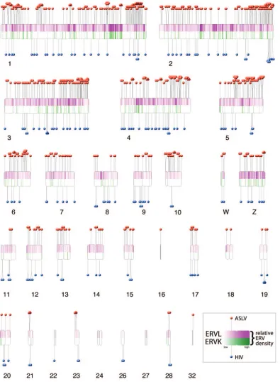 FIG. 1. De novo integration targeting in the chicken genome and its relationship to ERVs