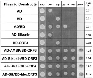 FIG. 1. Yeast two-hybrid analysis showing ORF3 protein interaction with full-length bikunin