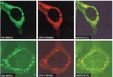 FIG. 4. Mapping of the interaction domain for ORF3 using the yeast two-hybrid system. AD regions (represented by slanting lines) were clonedin-frame with AMBP (vertical lines), bikunin (black dots on a white background), and ORF3 (horizontal lines)