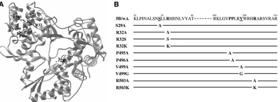 FIG. 1. (A) Ribbon structure of the HCV NS5B protein. The catalytic site of the enzyme is highlighted by a nucleotide triphosphate and twometals at the center of the molecule