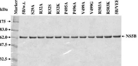 FIG. 2. Electrophoretic analysis of puriﬁed recombinant NS5Bproteins. Wild-type and mutant NS5B proteins with a deletion of the
