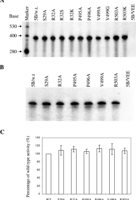 FIG. 4. Effects of mutations of the low-afﬁnity rGTP-speciﬁc bind-ing site on the in vitro RdRp activity