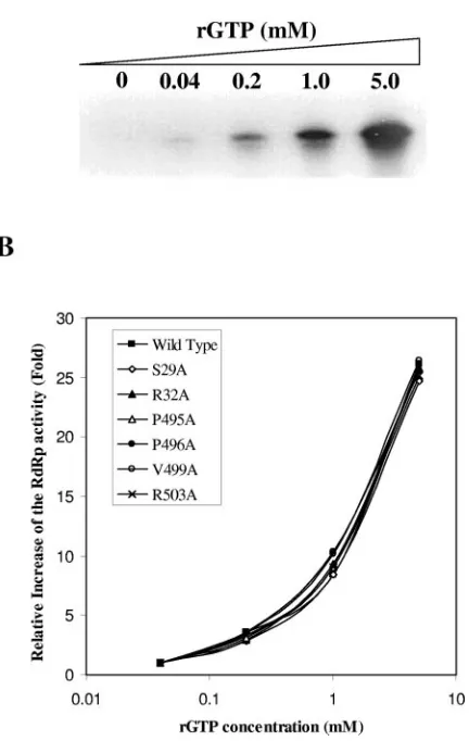 FIG. 5. Stimulation of RNA synthesis by rGTP. In vitro RdRpexperiments were performed as described in Materials and Methods by