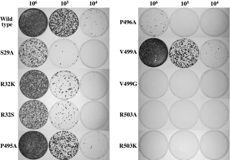 TABLE 2. Efﬁciency of cell colony formation by wild-type andmutant RNAs