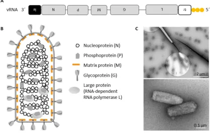 Figure 1: Organization of a Rabies virus particle. A, Schematic representation of the 12 kb long, negative-sense RNA genome with its triphosphorylated 5´-end (adapted from (Ghanem and Conzelmann, 2016))