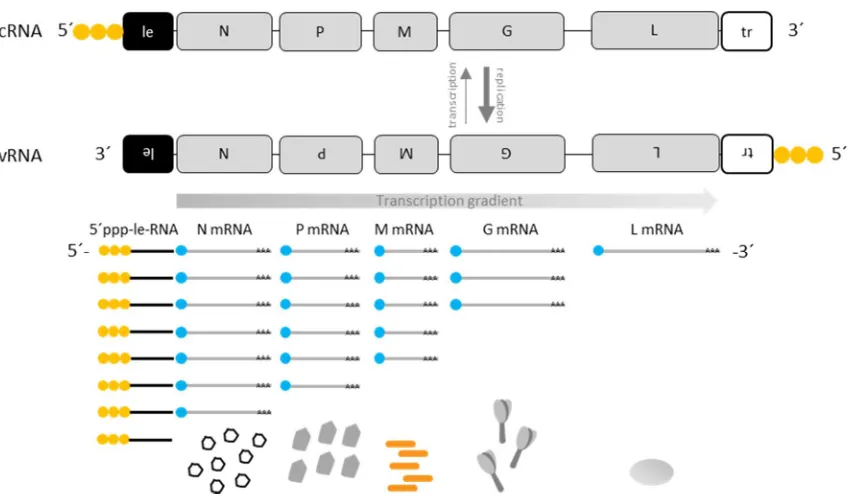 Figure 2: Rabies virus replication cycle. 
