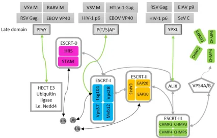 Figure 3: The ESCRT machinery 