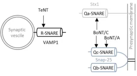 Figure 5: Cleavage site of CNTs at the neuronal SNARE complex. 