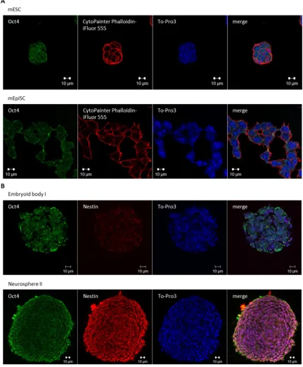 Figure 7: Characterization of naive pluripotent mESCs, mEpiSCs, EBs and neurospheres. The cells were stained with the indicated markers and examined by confocal laser scanning microscopy