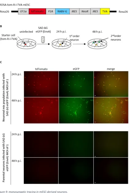 Figure 9: monosynaptic tracing in mESC-derived neurons. 