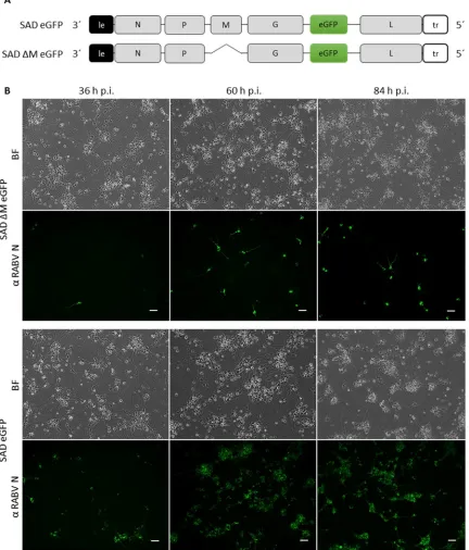 Figure 10: The neuronal transfer of RABV is dependent on the matrix protein. A, Schematic representation of the genome of SAD eGFP and the M-gene deficient SAD ΔM eGFP