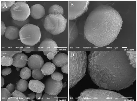 Figure 1.  SEM images of Co3O4 precursors at magnifications of 5000 (A) and 10000 (B)