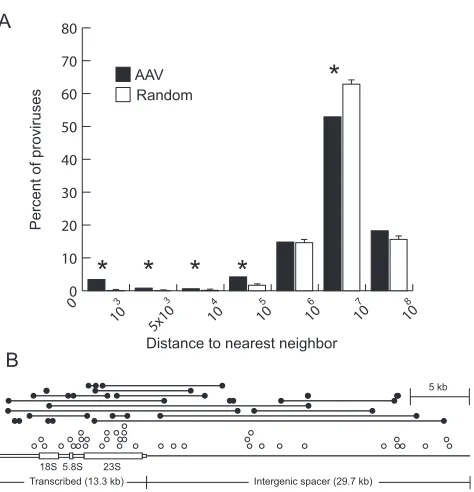 FIG. 3. Clustering of AAV vector integration sites and localizationwithin the human ribosomal DNA