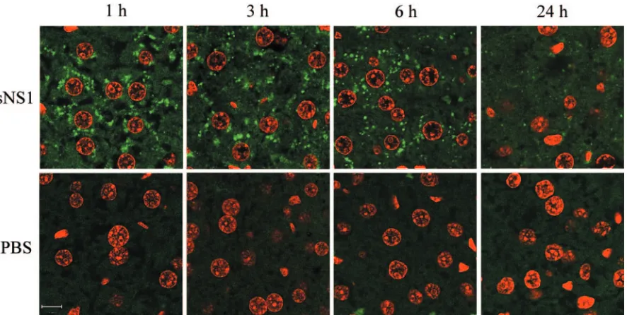 FIG. 1. Detection of the DEN sNS1 protein in mouse liver. Mice were injected intravenously with puriﬁed DEN-1 sNS1 (25 �sacriﬁced at 1, 3, 6, or 24 h postinjection