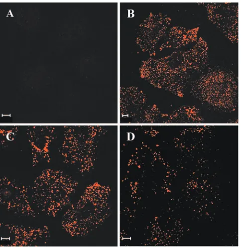FIG. 3. Stability of the internalized sNS1 protein in human hepa-tocytes. Huh7 cells were incubated for 6 h with DEN-1 sNS1 (10