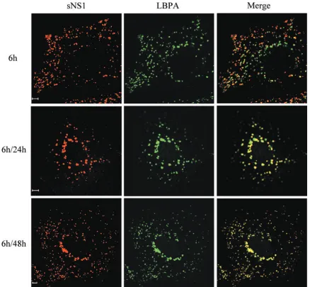 FIG. 4. sNS1 protein accumulates in LBPA-rich structures. Huh7 cells were incubated for 6 h with DEN-1 sNS1 (10 �by 24 h or 48 h of chase (6 h/24 h and 6 h/48 h, respectively)