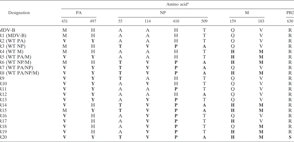 FIG. 1. Temperature sensitivity of recombinant viruses. Recombi-nant viruses were generated by cotransfection of eight plasmids
