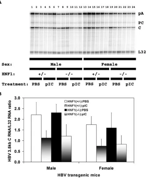 FIG. 3. RNase protection analysis mapping the transcription initi-ation sites of the precore (PC) and pregenomic (C) transcripts from