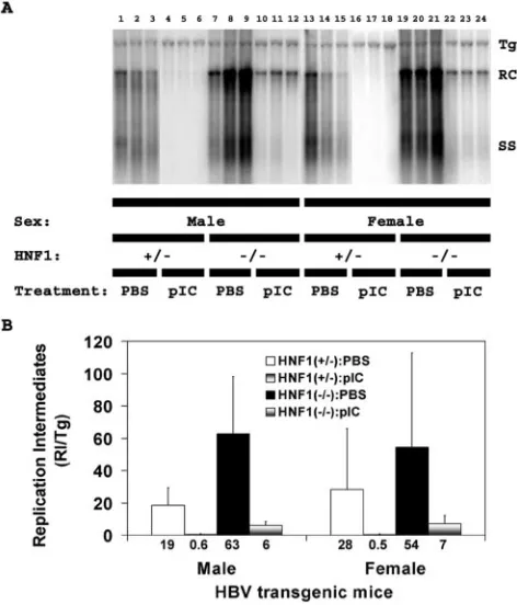 FIG. 4. DNA (Southern) ﬁlter hybridization analysis of HBV DNAreplication intermediates in the livers of HBV transgenic mice.