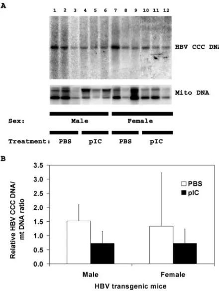 FIG. 5. DNA (Southern) ﬁlter hybridization analysis of HBV CCCDNA replication intermediates and mitochondrial DNA in the livers
