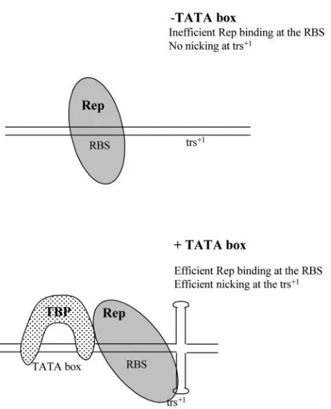 FIG. 9. Theoretical model for Rep-TBP interaction on the p5 ele-ment. See text for details.