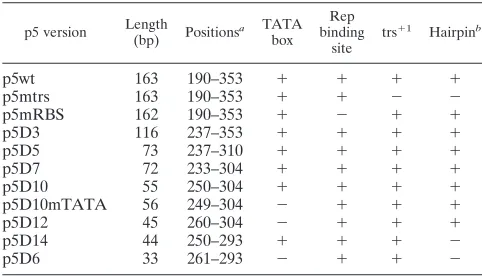 TABLE 1. Description of the p5 mutant versions used in in vivoand in vitro replication assays