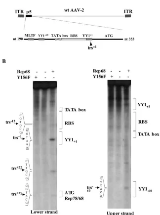 FIG. 1. (A) Schematic view of the wild-type AAV-2 genome and of the wild-type p5 element