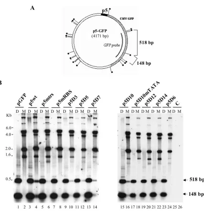 FIG. 3. Identiﬁcation of a minimal p5 element (p5D10) able to replicate in adenovirus-infected and Rep-expressing cells