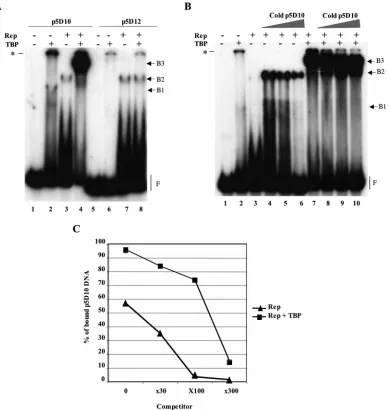 FIG. 5. Evidence for the formation of Rep and TBP complexes on the minimal p5D10 promoter element