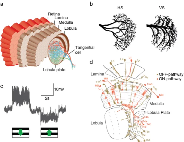 Figure 4. The Fly Visual System (a) Schematic overview of the nervous(HS) and vertical (VS) system