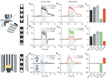 Figure 4 |control),horizontal Voltage responses of lobula plate tangential cells and turningresponses of walking flies to moving ON and OFF edges