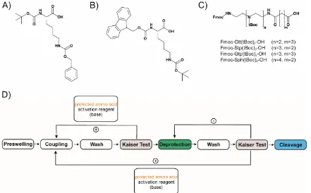 Figure 2 Protected lysine for A) tBoc (tBoc-L-Lys(Cbz)-OH) or B) Fmoc (Fmoc-L-Lys(tBoc)-OH) 