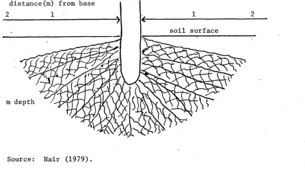 FIGURE 2.1ROOT DISTRIBUTION OF A COCONUT TREE